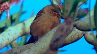 Vogel auf der kanarischen Insel Teneriffa am 24.01.2018
