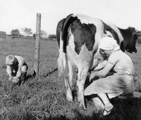 Auf dem Pariner Berg um 1933: Anne-Marie Duve (ab 29.06.1934 Krellenberg) beim Melken einer Kuh. Willi Krellenberg pflückt Blumen