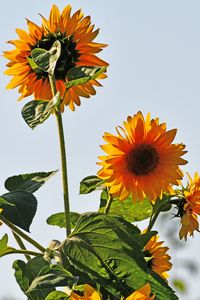 Sonnenblumen in Bad Schwartau 09.09.2023