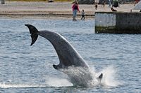 Delfin am 14.09.2023 in Lübeck-Travemünde