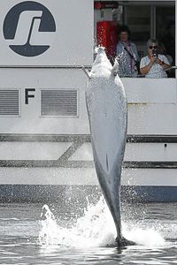 Delfin am 14.09.2023 in Lübeck-Travemünde