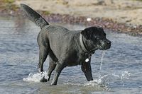 Im Wasser spielender Hund in Lübeck-Travemünde 23.10.2023