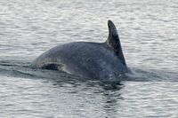Delfin am 15.11.2023 in Lübeck-Travemünde