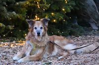 Hund auf dem Bad Schwartauer Weihnachtsmarkt 18.12.2023