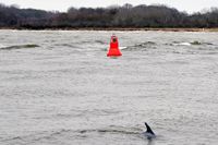 Delfin DELLE unweit der Nordermole in Lübeck-Travemünde 04.01.2024