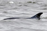 Delfin DELLE unweit der Nordermole in Lübeck-Travemünde 04.01.2024