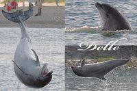 Delfin DELLE in Lübeck-Travemünde