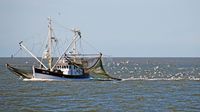Krabbenkutter SD 34 in der Nordsee vor Büsum 22.07.2015