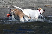 Hunde in der Trave beim Dummersdorfer Ufer Lübeck 09.03.2024