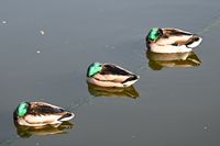 Enten in Lübeck 27.04.2024