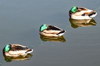 Enten in Lübeck 27.04.2024