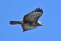 Greifvogel am 27.04.2024 über der Trave bei Lübeck