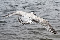 Möwe in Lübeck-Travemünde 27.04.2024