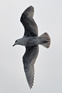 Möwe in Lübeck-Travemünde 27.04.2024