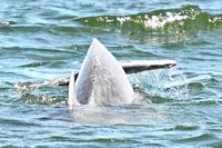 Delfin am 15.05.2024 in Lübeck-Travemünde