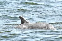 Delfin am 15.05.2024 in Lübeck-Travemünde