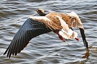 Gans an der Trave bei Lübeck 18.05.2024