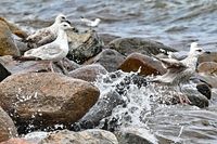 Möwen am 19.05.2024 bei Niendorf / Ostsee