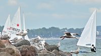 Möwen am 19.05.2024 bei Niendorf / Ostsee