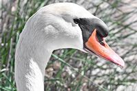 Schwan am 15.05.2024 in Lübeck-Travemünde