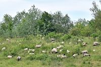 Schafe beim Dummersdorfer Ufer Lübeck 18.05.2024