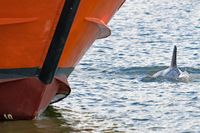 Delfin DELLE am 08.07.2024 bei einem Lotsenboot in Lübeck-Travemünde