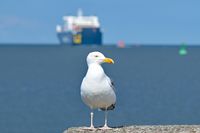 Möwe am 08.07.2024 in Lübeck-Travemünde