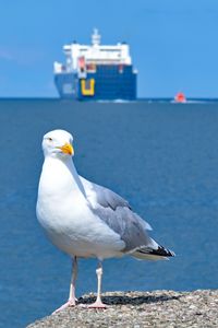 Möwe am 08.07.2024 in Lübeck-Travemünde