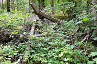 Betonpfähle im Wald unweit vom ehemaligen Grenzbatallion Selmsdorf 13.07.2024