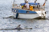 Delfin DELLE am 14.07.2024 in Lübeck-Travemünde