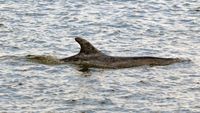 Delfin DELLE am 14.07.2024 in Lübeck-Travemünde