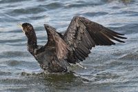 Kormoran am 14.07.2024 in Lübeck-Travemünde