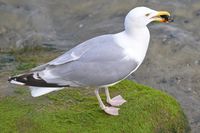 Möwe mit Miesmuschel am 14.07.2024 in Lübeck-Travemünde