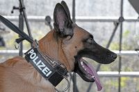 Hund der Bundespolizei am 20.07.2024 bei den Tagen der Küstenwache in Neustadt