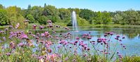 Im Kurpark bzw. beim Kurparksee Bad Schwartau am 06.08.2024