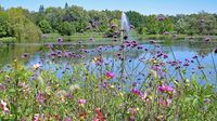 Im Kurpark bzw. beim Kurparksee Bad Schwartau am 06.08.2024