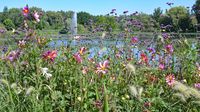 Im Kurpark bzw. beim Kurparksee Bad Schwartau am 06.08.2024