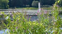 Im Kurpark bzw. beim Kurparksee Bad Schwartau am 06.08.2024