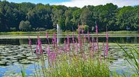 Im Kurpark bzw. beim Kurparksee Bad Schwartau am 06.08.2024