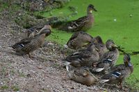 Enten am 16.08.2024 bei Müggenbusch