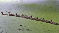 Enten am 16.08.2024 in der Wakenitz bei Müggenbusch