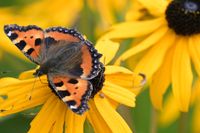 Schmetterling am 20.08.2024 in Malente-Gremsmühlen