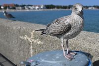 Möwe an der Ostsee bei Lübeck-Travemünde 31.08.2024