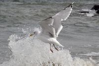 Möwe an der Ostsee bei Lübeck-Travemünde 13.09.2024