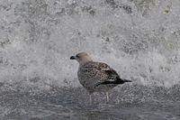 Möwe an der Ostsee bei Lübeck-Travemünde 13.09.2024