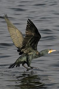 Kormoran an der Trave bei Stülper Huk / Alt-Travemünde 23.10.2024