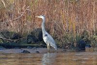 Reiher am 23.10.2024 an der Trave bei der Teerhofinsel Lübeck