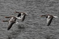 Gänse am 03.11.2024 über der Wakenitz