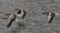 Gänse im Flug über der Wakenitz. 03.11.2024