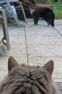 Kater CHARLY hat die Katze LUNA im Blick. Stockelsdorf 18.10.2017